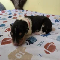 Maverick , a male Collie for sale in Wykoff, MN – Photo 3 of 8