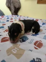 Red, a male Collie for sale in Wykoff, MN – Photo 2 of 5