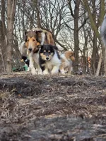 Maverick , a male Collie for sale in Wykoff, MN – Photo 8 of 8