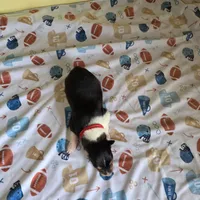 Maverick , a male Collie for sale in Wykoff, MN – Photo 4 of 8