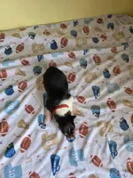 Red, a male Collie for sale in Wykoff, MN – Photo 3 of 5