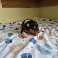 Maverick , a male Collie for sale in Wykoff, MN – Photo 5 of 8