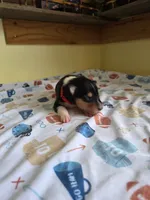 Red, a male Collie for sale in Wykoff, MN – Photo 4 of 5