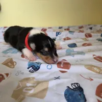 Maverick , a male Collie for sale in Wykoff, MN – Photo 2 of 8