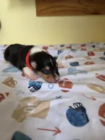 Red, a male Collie for sale in Wykoff, MN – Photo 1 of 5