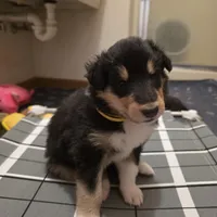 Marcus, a male Collie for sale in Wykoff, MN – Photo 5 of 9