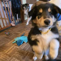 Marcus, a male Collie for sale in Wykoff, MN – Photo 1 of 9