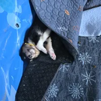 Marcus, a male Collie for sale in Wykoff, MN – Photo 7 of 9