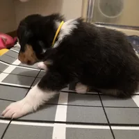 Marcus, a male Collie for sale in Wykoff, MN – Photo 6 of 9