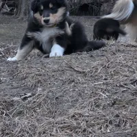 Marcus, a male Collie for sale in Wykoff, MN – Photo 3 of 9
