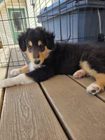 Marcus, a male Collie for sale in Wykoff, MN – Photo 9 of 9