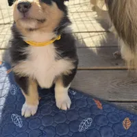 Marcus, a male Collie for sale in Wykoff, MN – Photo 4 of 9