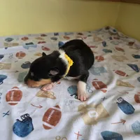 Marcus, a male Collie for sale in Wykoff, MN – Photo 8 of 9