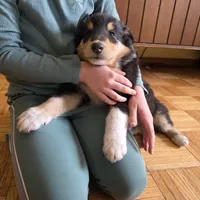 Marcus, a male Collie for sale in Wykoff, MN – Photo 2 of 9