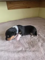 Purple, a female Collie for sale in Wykoff, MN – Photo 4 of 6