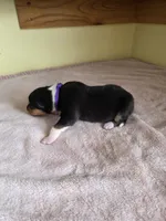 Purple, a female Collie for sale in Wykoff, MN – Photo 3 of 6