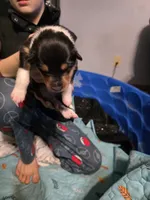 Purple, a female Collie for sale in Wykoff, MN – Photo 5 of 6