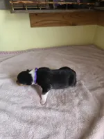 Purple, a female Collie for sale in Wykoff, MN – Photo 6 of 6