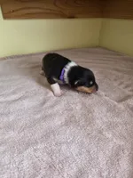 Purple, a female Collie for sale in Wykoff, MN – Photo 1 of 6