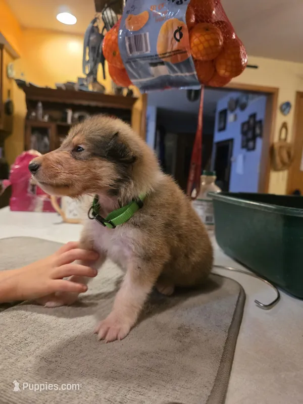 Lime – Collie puppy for sale in Wykoff, MN