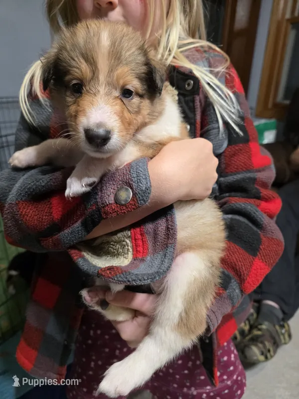 Forest Green – Collie puppy for sale in Wykoff, MN