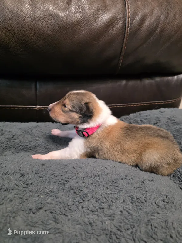 Big Pink – Collie puppy for sale in Wykoff, MN