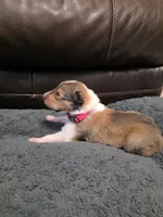 Big Pink, a female Collie for sale in Wykoff, MN – 1 of 1