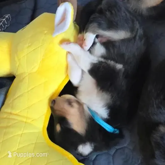 Archie, a male Collie for sale in Wykoff, MN – Photo 6 of 9