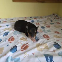 Archie, a male Collie for sale in Wykoff, MN – Photo 8 of 9