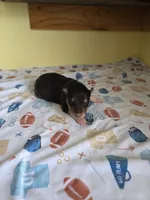 processed/5d5774d5-9757-43cb-9913-e937a5ce8b05/listing/89a79ac3-e9c9-4010-9b69-e33ecc3a4584/72dee739-1878-4013-985e-d55010f3a428