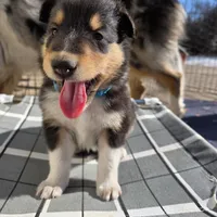 Archie, a male Collie for sale in Wykoff, MN – Photo 3 of 9