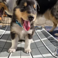 Archie, a male Collie for sale in Wykoff, MN – Photo 2 of 9