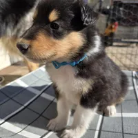 Archie, a male Collie for sale in Wykoff, MN – Photo 5 of 9