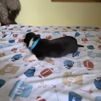 Archie, a male Collie for sale in Wykoff, MN – Photo 9 of 9