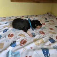 Archie, a male Collie for sale in Wykoff, MN – Photo 7 of 9