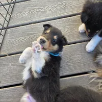 Archie, a male Collie for sale in Wykoff, MN – Photo 1 of 9