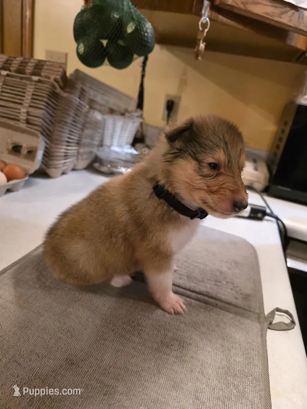 Black – Collie puppy for sale in Wykoff, MN