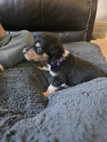 Purple, a female Collie for sale in Wykoff, MN – 2 of 2