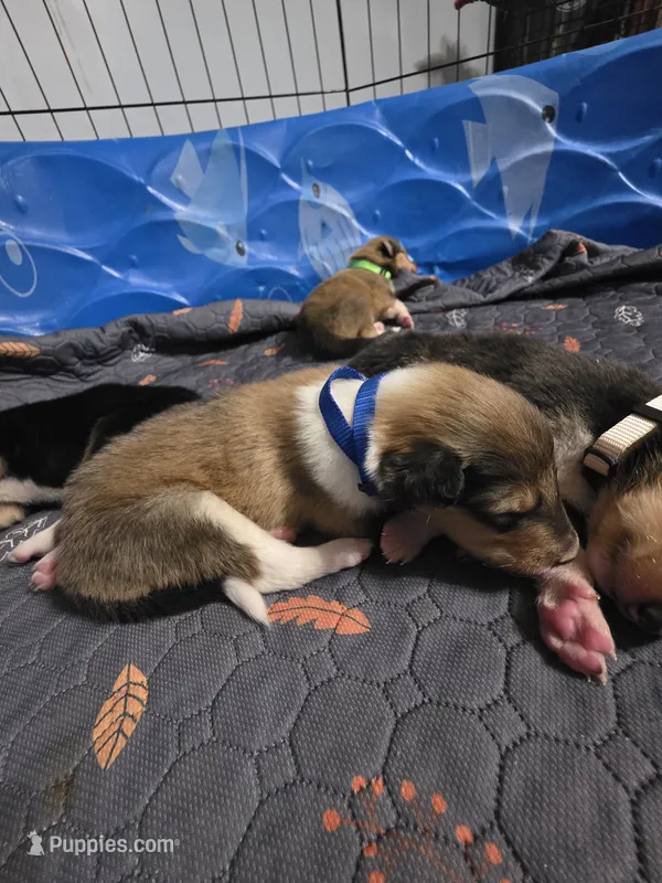 Big Blue – Collie puppy for sale in Wykoff, MN