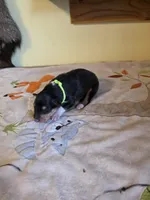 processed/5d5774d5-9757-43cb-9913-e937a5ce8b05/listing/d18563fd-9694-4fcf-8f65-0eb3ae83769e/285f4d2e-1ac1-4a9e-93ad-c4df94bbf759