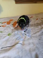 processed/5d5774d5-9757-43cb-9913-e937a5ce8b05/listing/d18563fd-9694-4fcf-8f65-0eb3ae83769e/e4f53e80-4178-4f28-8058-491ce869fc66