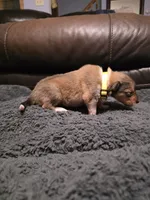Yellow, a female Collie for sale in Wykoff, MN – 1 of 1