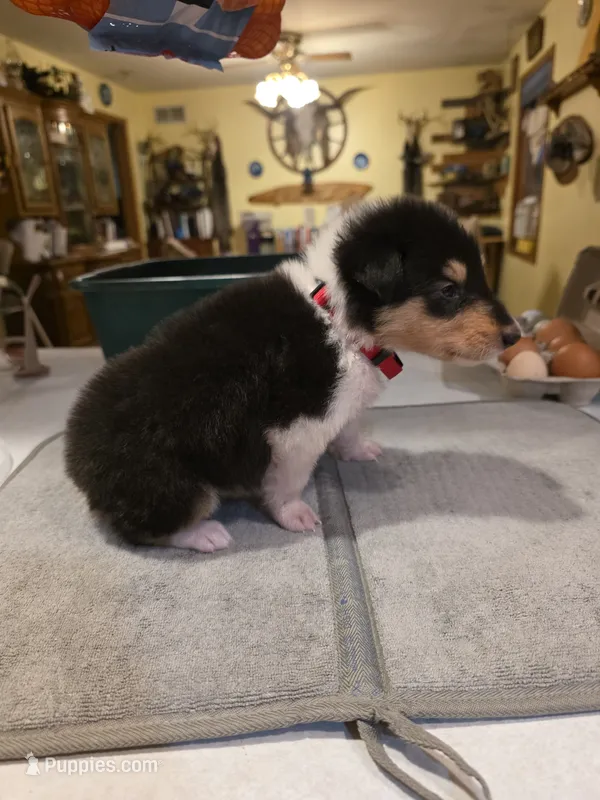 Red – Collie puppy on hold in Wykoff, MN