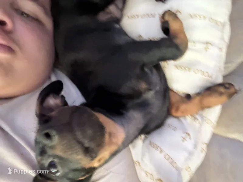 Benji – Chihuahua puppy for sale in Greensboro, NC