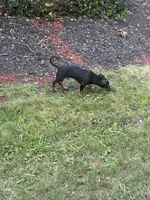 Benji, a male Chihuahua for sale in Greensboro, NC – 6 of 6