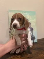 Rosie, a female Miniature Dachshund for sale in Lubbock, TX – 1 of 4