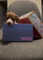 Rosie, a female Miniature Dachshund for sale in Lubbock, TX – 3 of 4