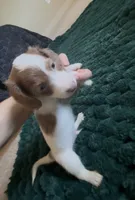 Archie, a male Miniature Dachshund for sale in Lubbock, TX – 4 of 5
