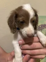 Archie, a male Miniature Dachshund for sale in Lubbock, TX – 2 of 5