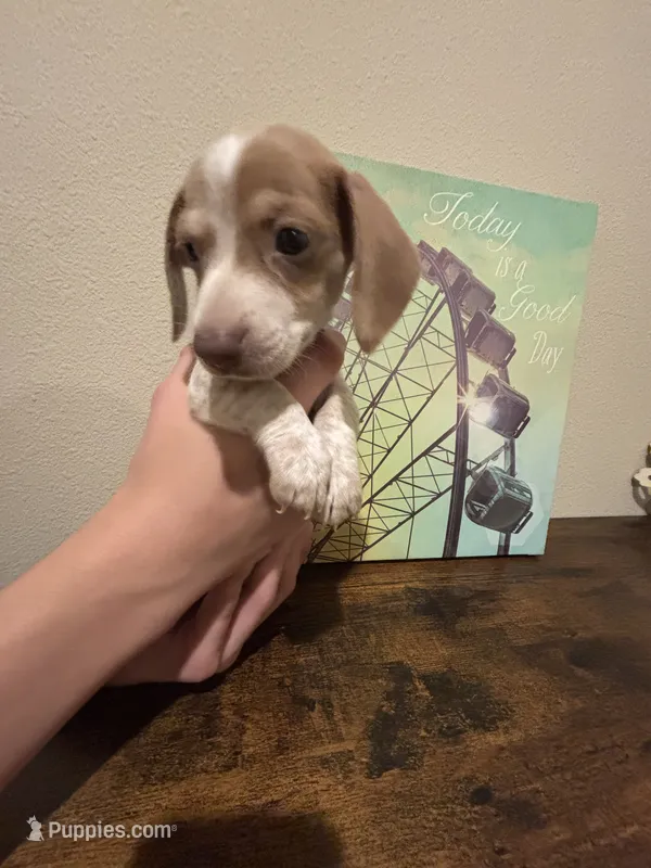Diamond – Miniature Dachshund puppy for sale in Lubbock, TX